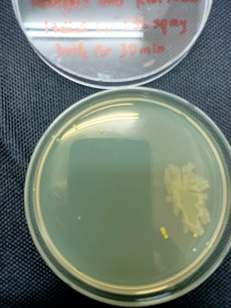 bacteria growth were hindered by using Klorkleen to disinfect sink area